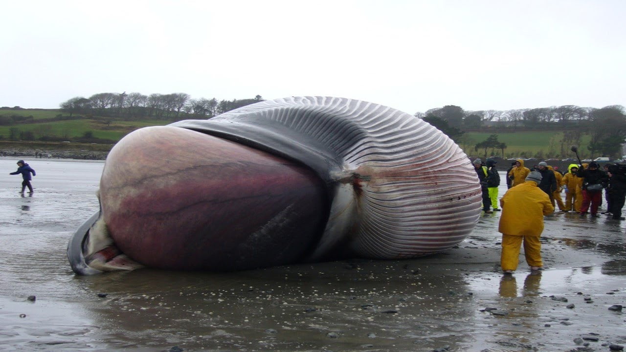 Biggest