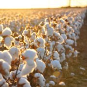 Cotton and Loans: Bad Business in Uzbekistan 2