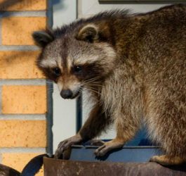 Six Benefits of Hiring Wildlife Removal Professionals 9
