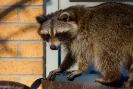 Six Benefits of Hiring Wildlife Removal Professionals 1