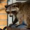 Six Benefits of Hiring Wildlife Removal Professionals 22