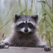 5 PROBLEMS CAUSED BY RACOONS AND LARGE PESTS 2
