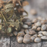 How To Stabilize Your Cannabis Seeds 4