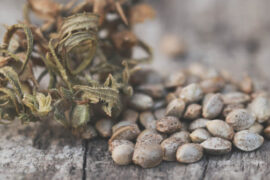 How To Stabilize Your Cannabis Seeds 4